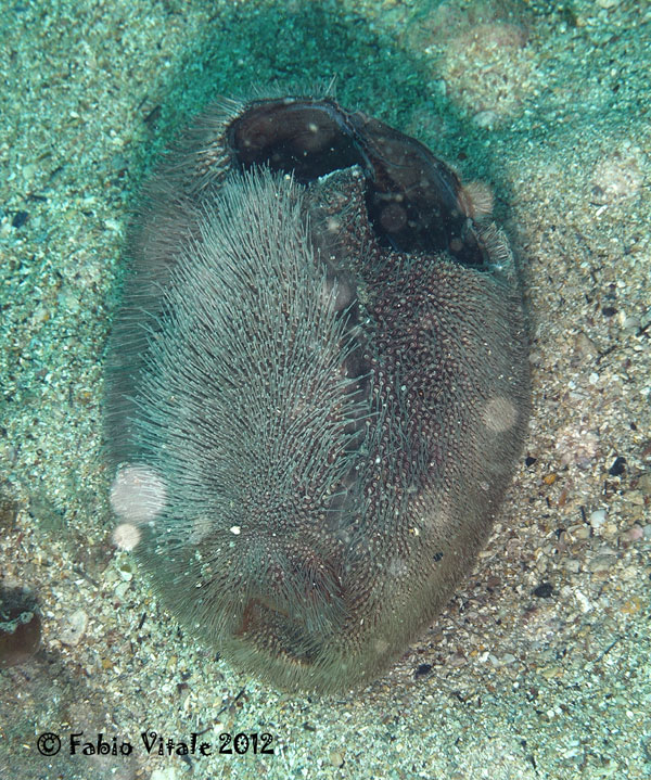 Echinoderma (Spatangus purpureus)